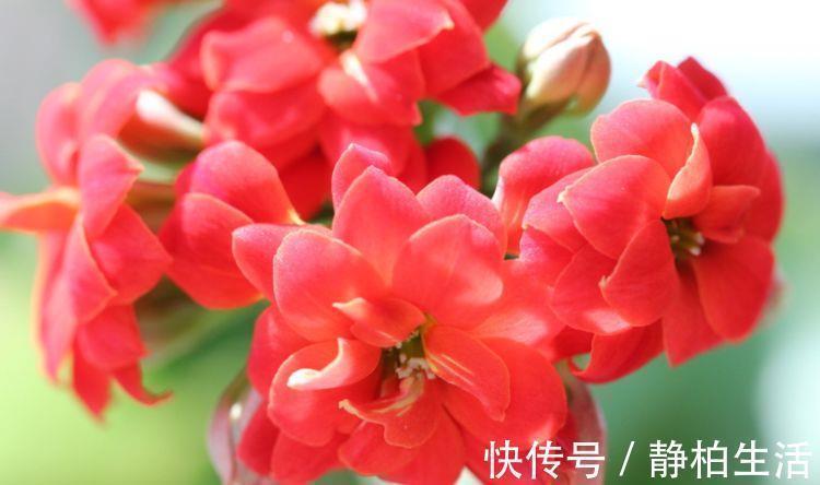 寓意超好的几种花,养人又旺财,开花吉祥富贵,美不胜收