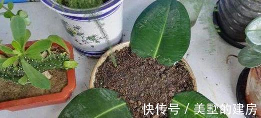 栀子花|越来越多人不买花了,特别是这“6种”,1个枝条养出200盆,靠谱