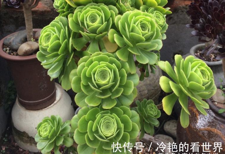 法师|多肉八尺镜和绿羊绒法师,一个叶片平滑如镜,一个聚拢后形似玫瑰