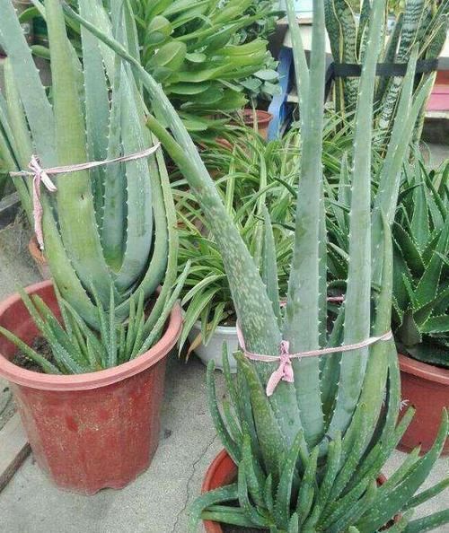 高溫|想要芦荟成老桩？知道这个妙招，叶片厚实肥美，几年就成树