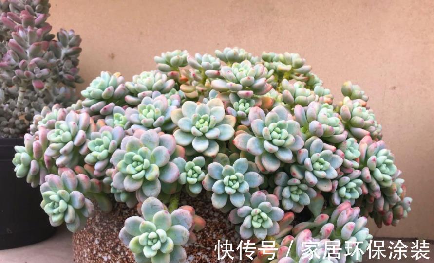 休眠期|多肉出现“三症状”,安全度夏恢复生长期,补充水肥养出好状态