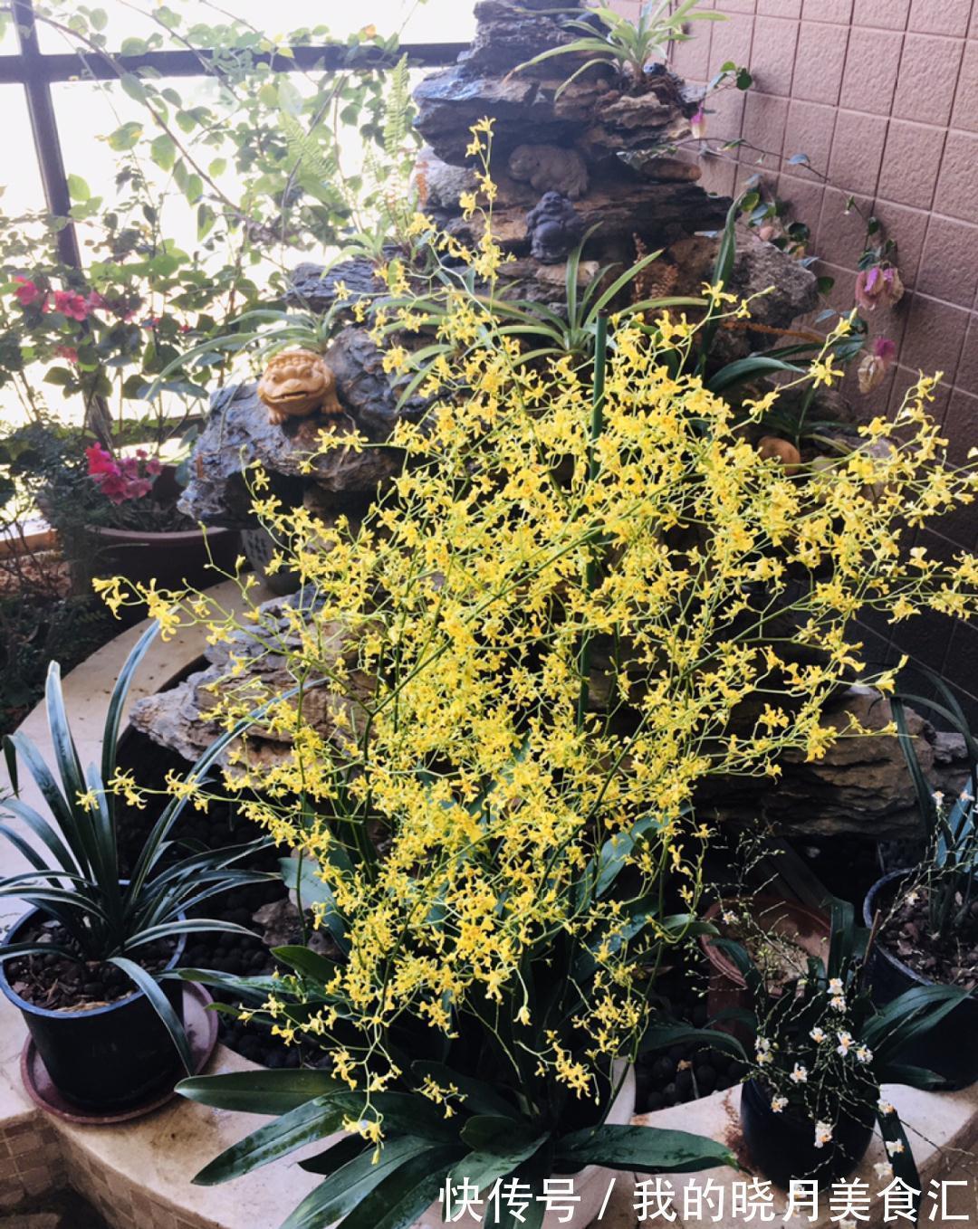 秋冬不开窗,就得养盆它,满屋子香味特好闻