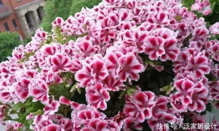 家里养5种花,不仅好养,而且寓意好,富贵养人,旺财旺运