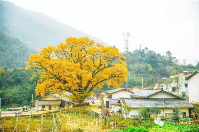 风动|【创建天府旅游名县】色在深秋，风动叶飘零，李白故里美色迷人，要你好看！