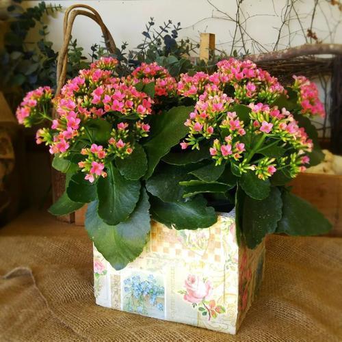 养花必备“磷酸二氢钾”，使用方法要正确，不然等于白用！