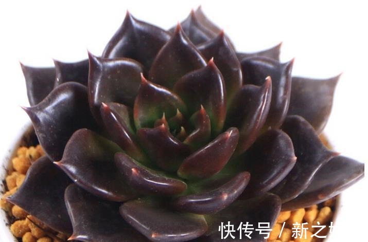 秋天养一盆多肉黑王子,机制状态下霸气侧漏,谁见了都夸大气