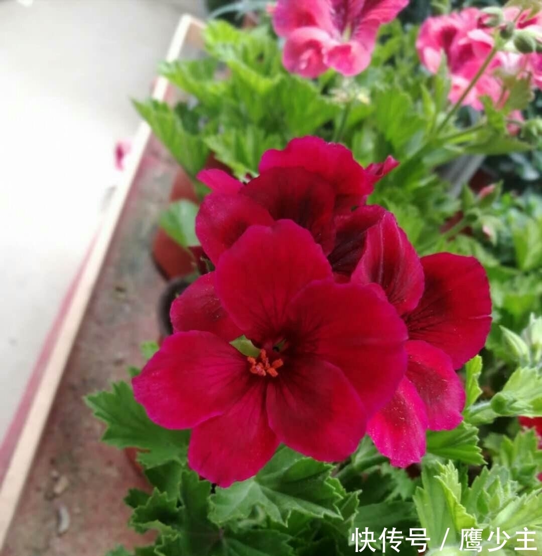 月季|冬天养花,千万别不舍得摘心,摘完才能平安过冬!