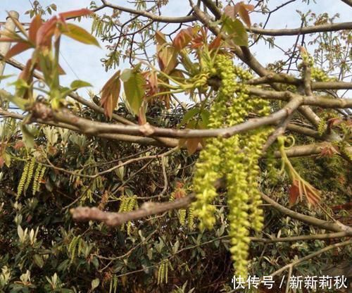 长在树上无人识,晒干了58元一斤,人称“长寿菜”,如今都抢着要