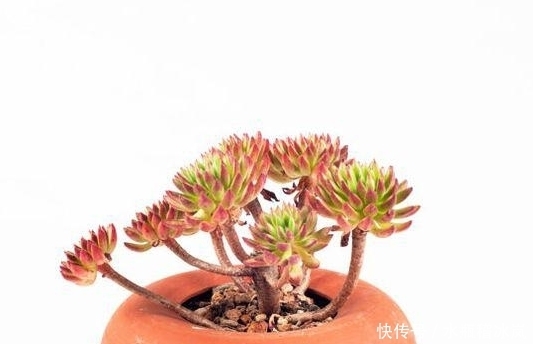 多肉|那些自带果冻色的多肉,它们可从来不让你失望!