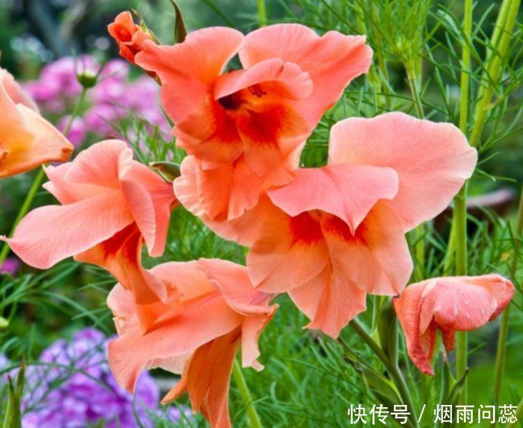 4种花，自带福气好养活，养在哪里都爆盆，颜值超高寓意好