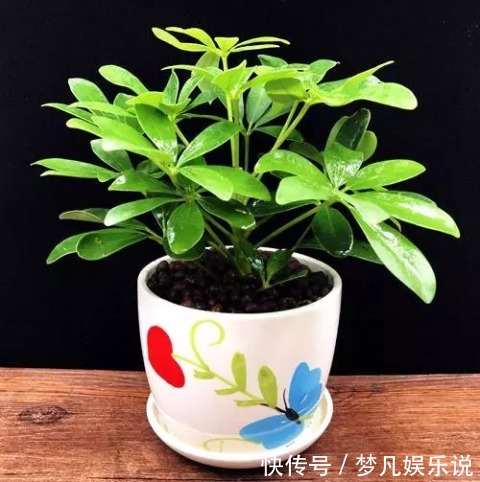 枝条|这4种花,剪个枝插水里,10天就生根,特别好养活!