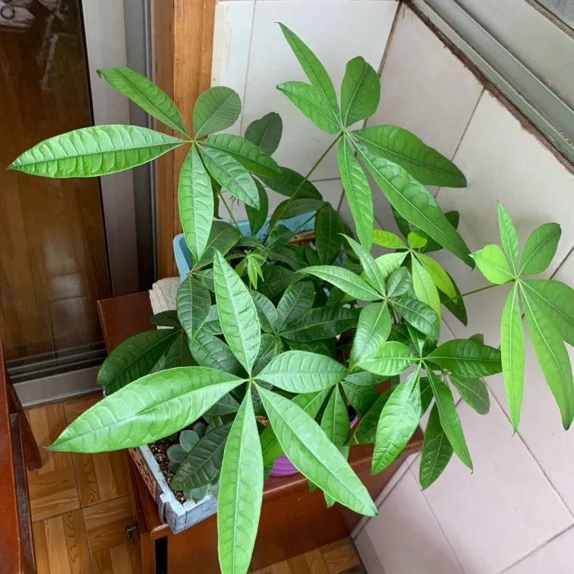 5度以下，常见的21种花必须断水，不然都烂根了