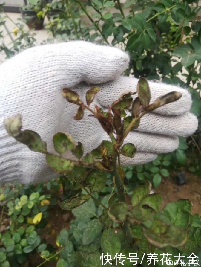 月季现在赶紧施肥，不然越长越差，上肥后月月开花