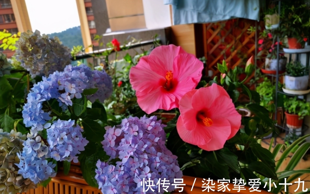 小齐|养花有没有技巧?用心记住“这些事”,就能从养花菜鸟变养花高手