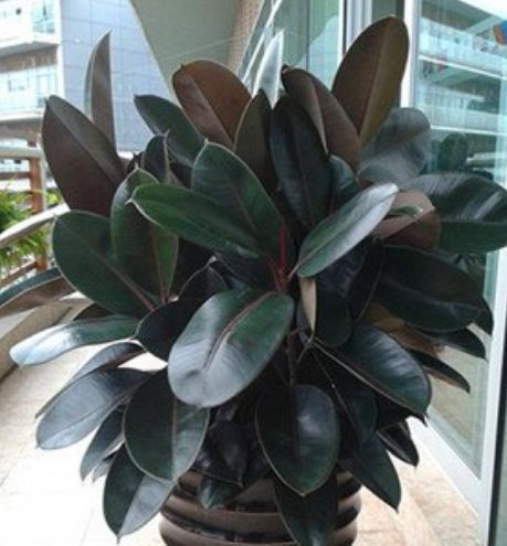 常春藤|4种花很耐养,沾土就能活,不仅能净化空气,还能旺财镇宅好