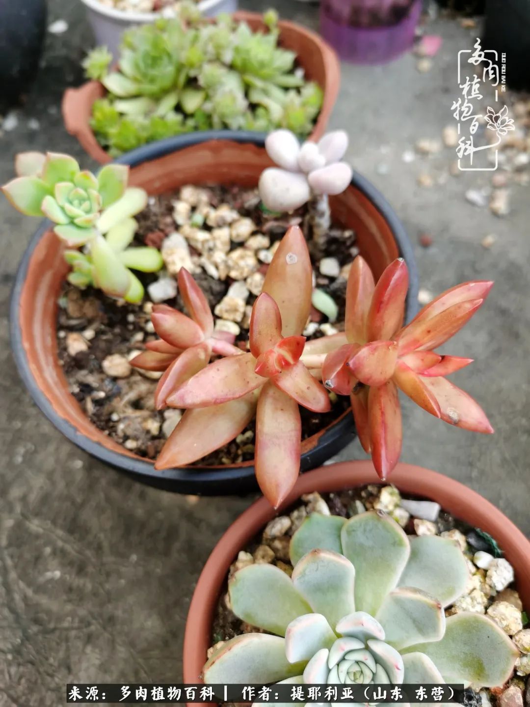 多肉植物|人如多肉，经阳光雨露历练后，亦会越挫越勇！