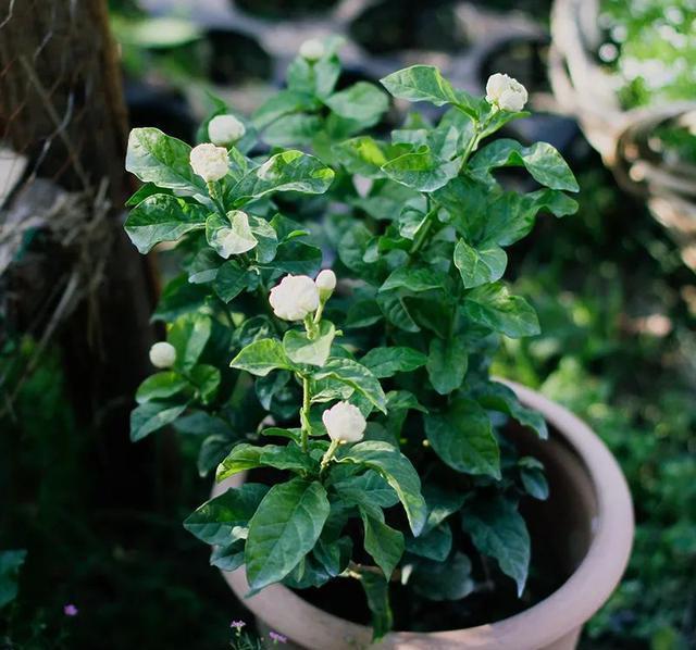 硫酸亚铁|40年老花友的养花浇水秘方，今天分享给大家