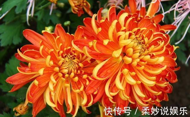 枝条|养菊花，秋季做好“一不三充足”，快速出花苞，开花爆盆到冬季
