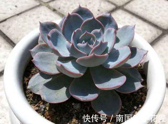 多肉|夏秋雨水多，多肉盆栽总长胡须，难道是要挂了的信号？