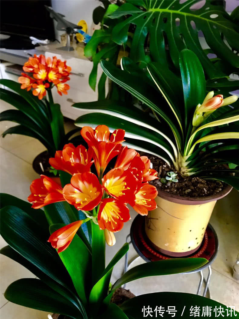 牡丹吊兰|4种花能观赏能“养人”,建议养几盆,好看又利于健康