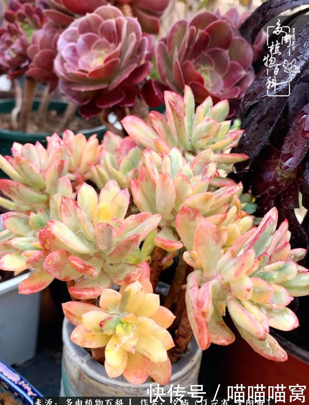 美杜莎|偶然相遇多肉,却成为心中挚爱!