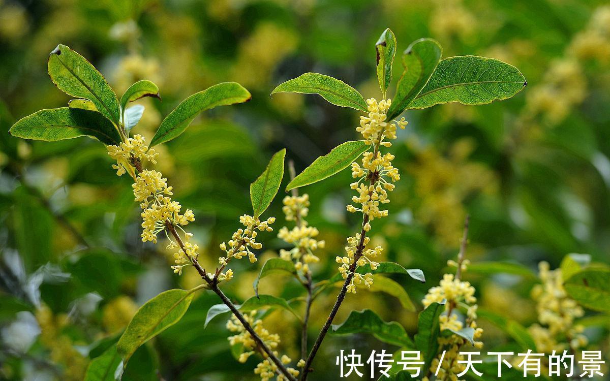 种植|俗语“桂花门前栽,贵人立门内”,桂花寓意这么好,在家如何养?