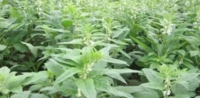 乌黑|奉劝大家:谁能想到,洗头时加点料,不出7天头发乌黑又浓密