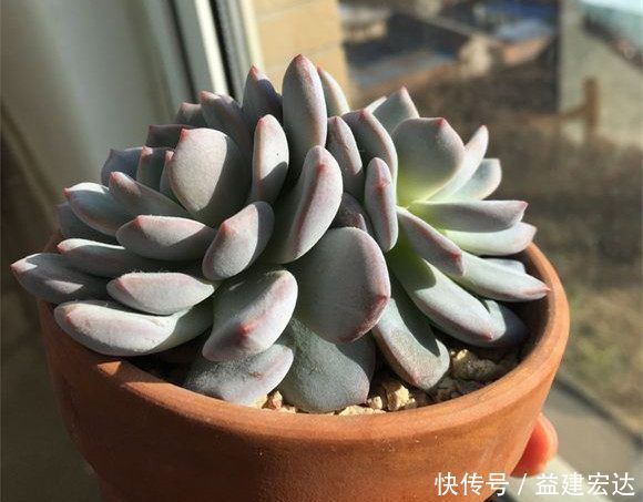 浇灌|往多肉盆里撒把这些东西,不烂根,爆盆又爆仔