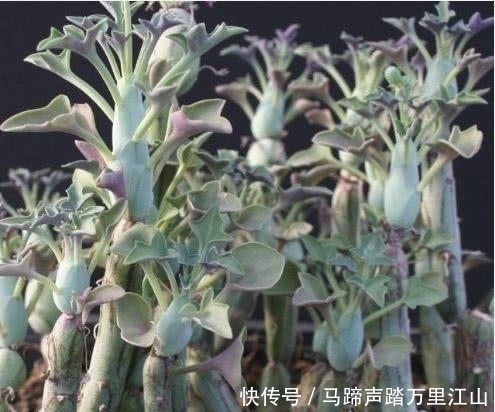 大姐|大姐上山溜达，无意捡到几根”黄瓜“，种院子几个月后，惊喜来了