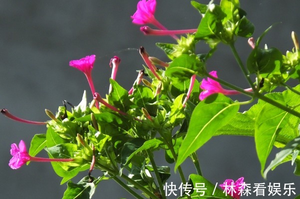 小喇叭花|小时候拿来当耳环的“小喇叭花”,价值却极高,妇科男科都绕着走