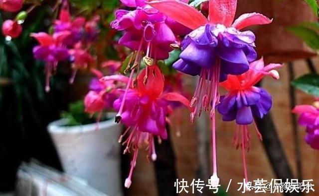 绿萝|比绿萝还漂亮的花,一个枝泡水里,10天长根,喜庆好看,一开99朵