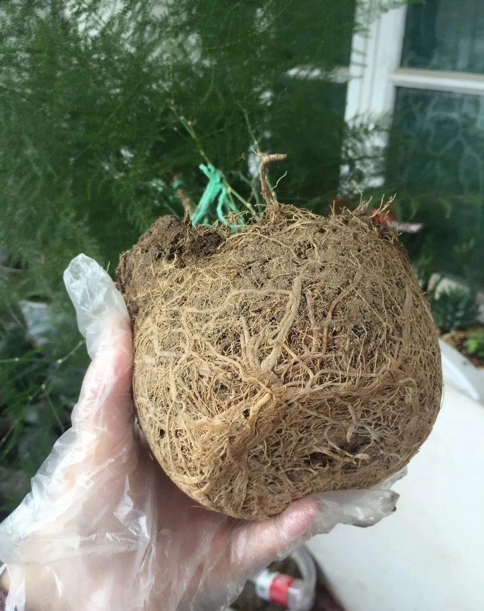 3种花不用扦插,掰下来就能活,1盆变10盆,懒人也能养!