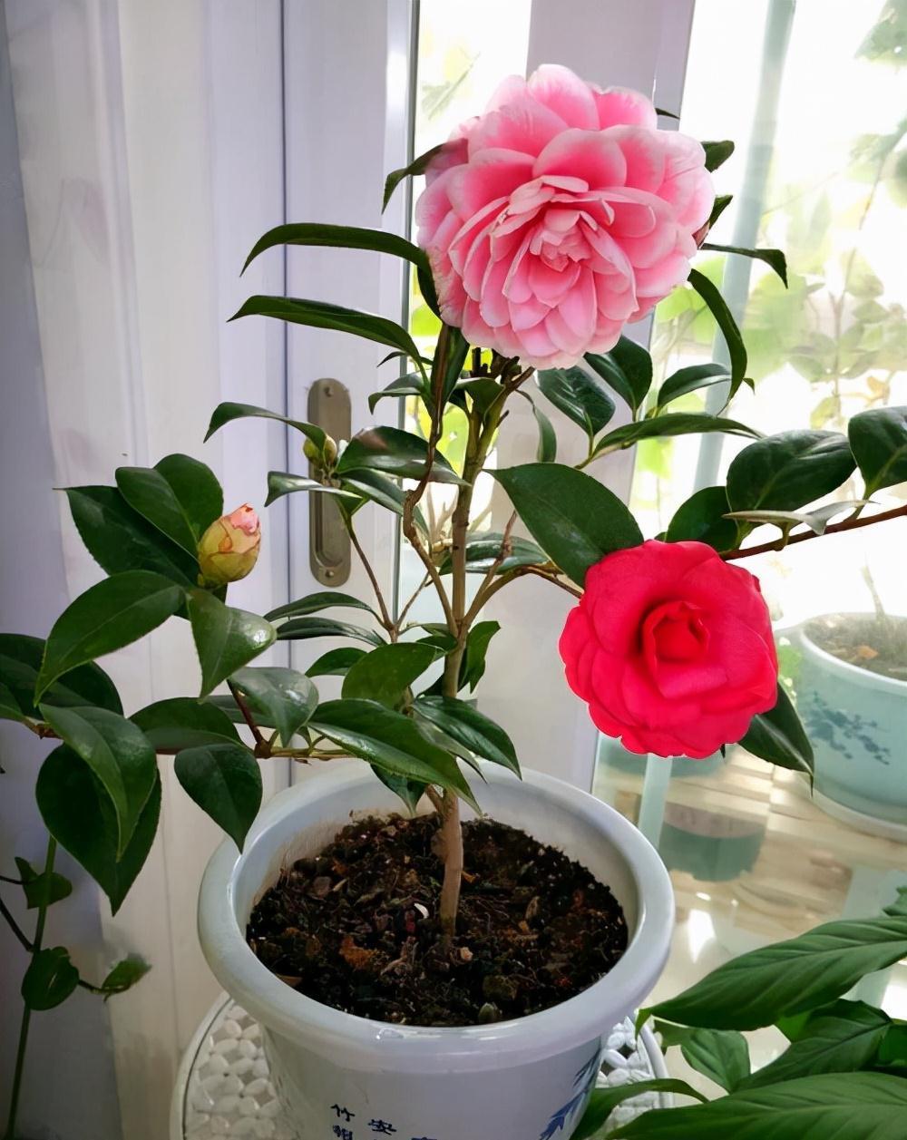 长寿花|天气冷，六种花要干养，少水多晒才健壮，养成老桩更旺家