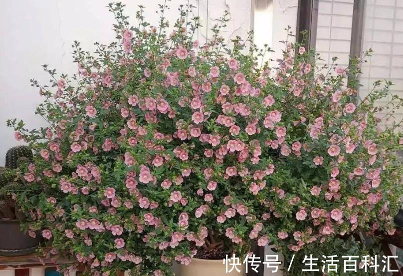 全年|绿化植物之一小木槿,开花堪比机器,好看又好养,全年无休