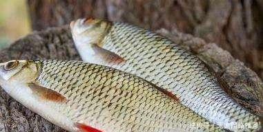 为何随便挖个水坑,时间久了就会有鱼?其实原理一说就明白