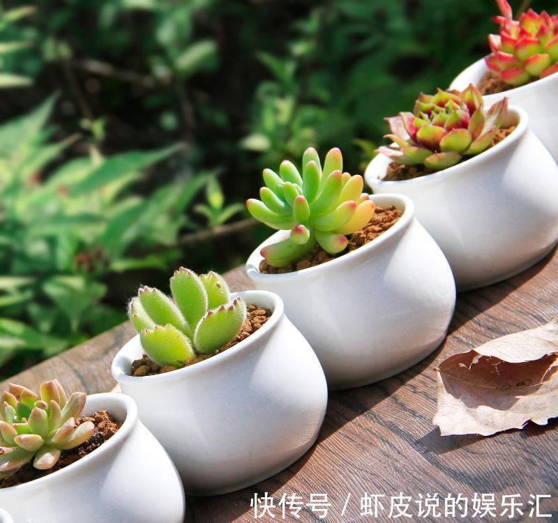 想让多肉健康又漂亮,这8招养成秘籍你千万不能错过