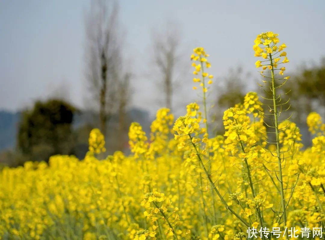 油菜花盛开，乐山这里的春色藏不住了