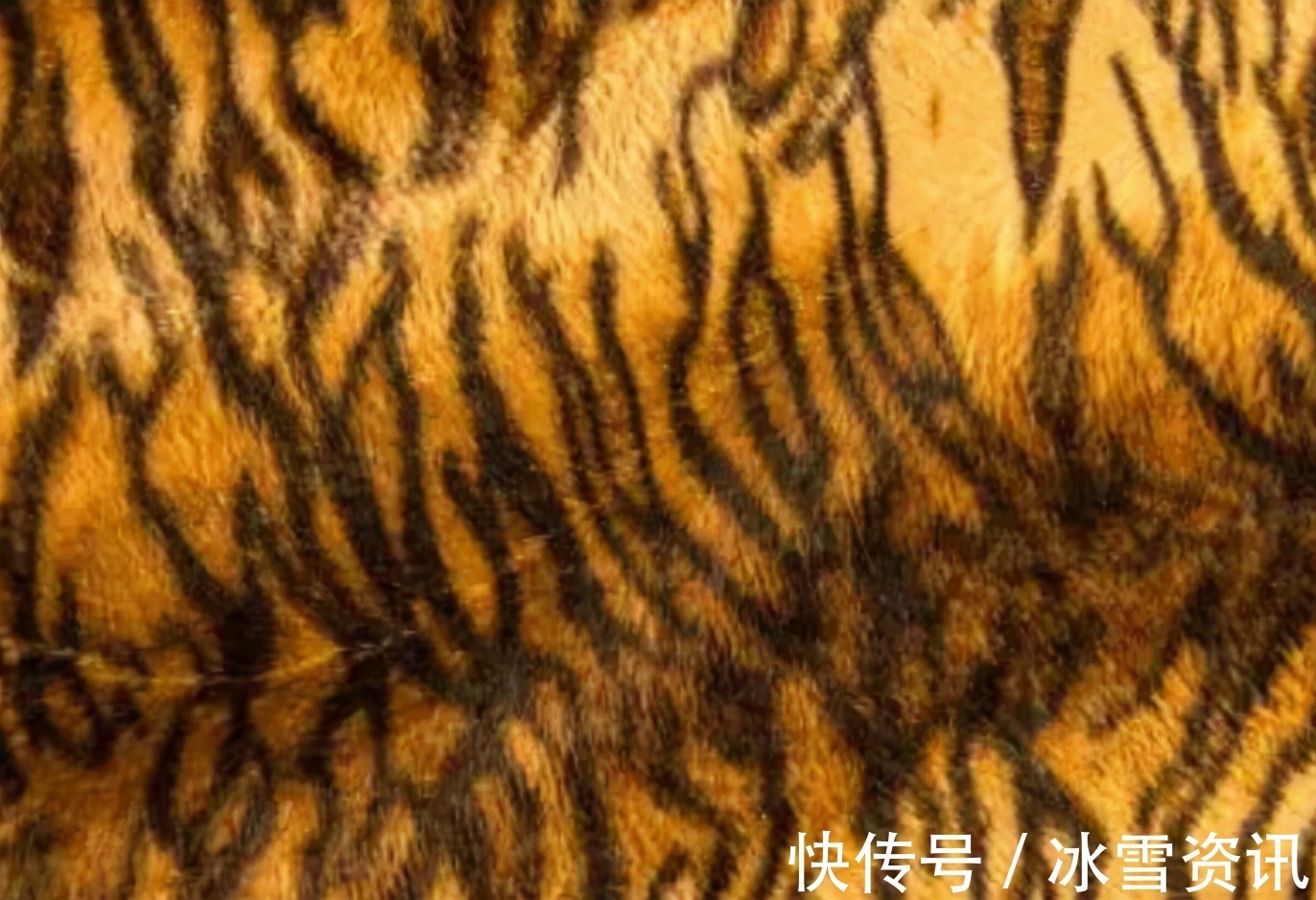 养殖户|曾一件过万也不缺客户,现降价甩卖却无人问津,行业面临危机