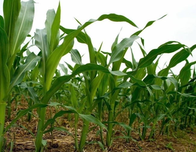 男子种下玉米，结果时多的像香蕉，眼前景象大开眼界！