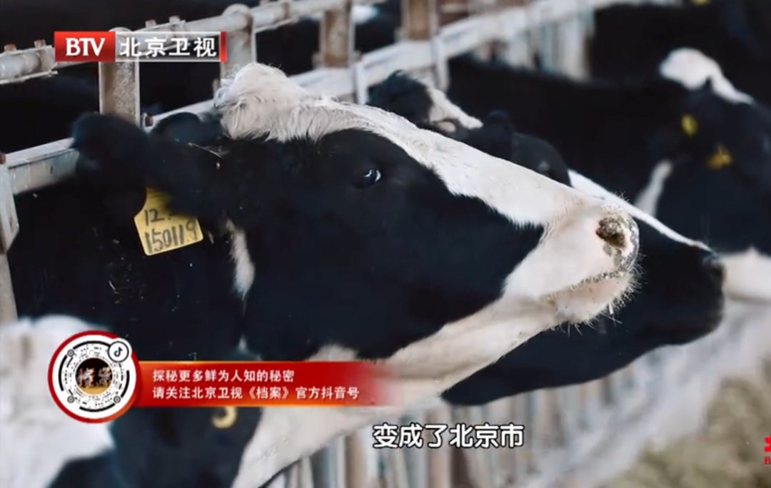 造出美国第一颗核弹的女人，她躲到中国悄悄养牛。