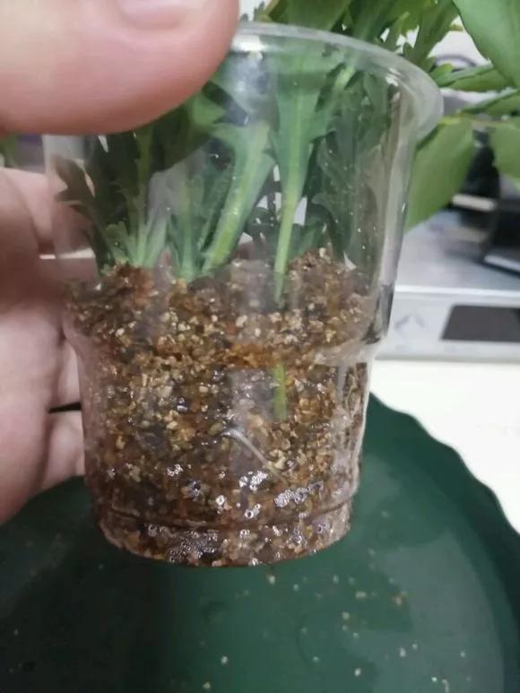 养花技巧学会这种扦插法,插什么活什么,太简单了!