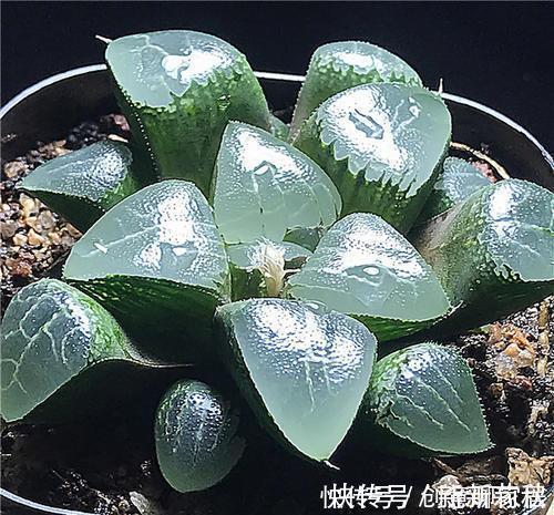 5种漂亮多肉,寓意美好,生机勃勃,是家庭盆栽佳品!