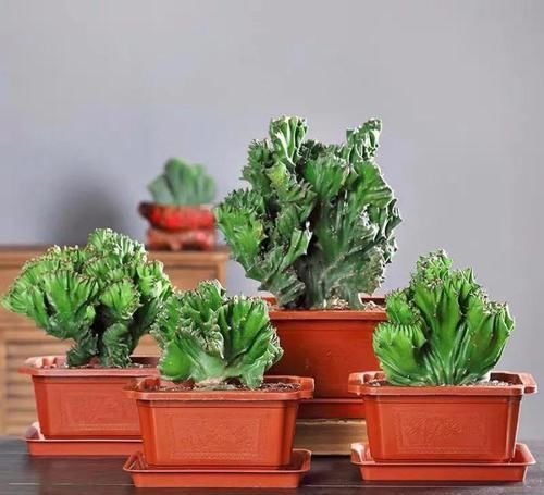 酒瓶兰|适合男人养的四种花,大气又稳重,旺财又旺运,早看早知道!