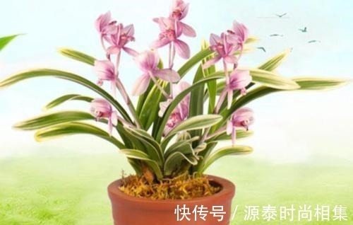 此兰花比较好养,花叶双艺,芳香怡人,花姿典雅,勤花勤草显档次!