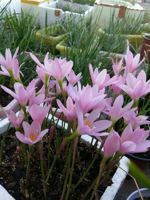 修剪|3种漂亮花，开完花快剪，浇一次肥，营养足，花开一茬接一茬