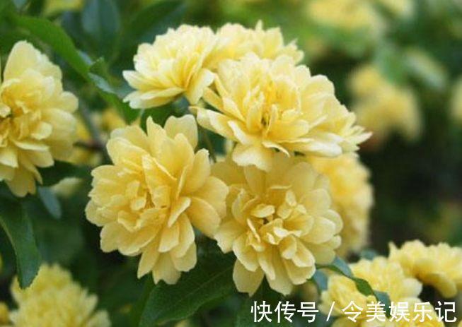 鸿运当头|4种福运花,自带福气好养活,日子红火财运滚滚,好看极了