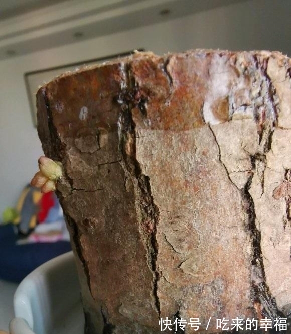 30块钱买到的小木桩,放在水里就长叶,养护简单,当成桌摆