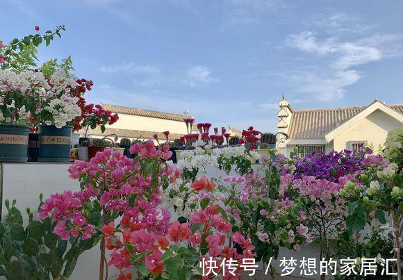 夏天|4种“漂亮花”,秋天怕乱修剪,姿势不对,剪了白费,不开花