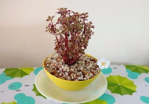 我用这方法扦插繁殖了几十盆的植物,薄荷、吊兰轻松培育