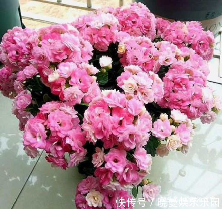 秋凉|此款花卉，月份最容易爆盆，越热开花越旺，开花多又艳